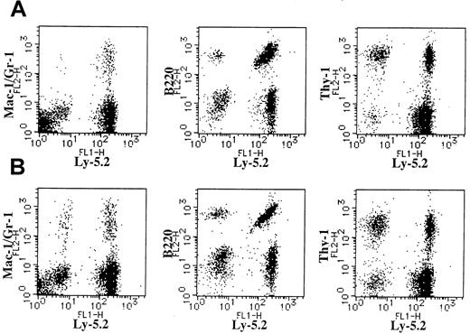 Fig. 4. Expression of Ly-5.2 and Mac-1/Gr-1, B220, or Thy-1 on BM cells of Ly-5.1 recipients. / (A) A recipient engrafted with the cells cultured from 8.5 dpc P-Sp cells of Ly-5.2 mouse embryo on AGM-S3 cells for 6 days. (B) A recipient engrafted with the cells cultured from 8.5 dpc YS cells of Ly-5.2 mouse embryo on AGM-S3 cells for 6 days.