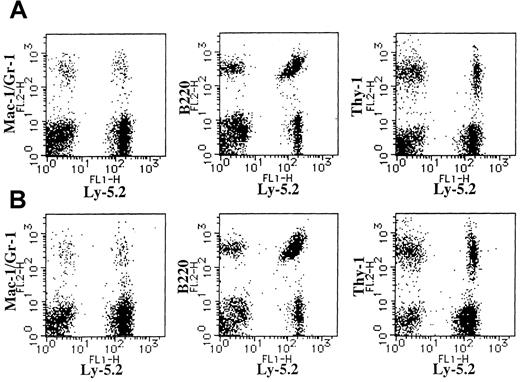 Fig. 7. Expression of Ly-5.2 and Mac-1/Gr-1, B220, or Thy-1 on BM cells of Ly-5.1 recipients. / (A) A recipient engrafted with the cells cultured from 8.0 dpc P-Sp cells of Ly-5.2 mouse embryo on AGM-S3 cells for 6 days. (B) A recipient engrafted with the cells cultured from 8.0 dpc YS cells of Ly-5.2 mouse embryo on AGM-S3 cells for 6 days.