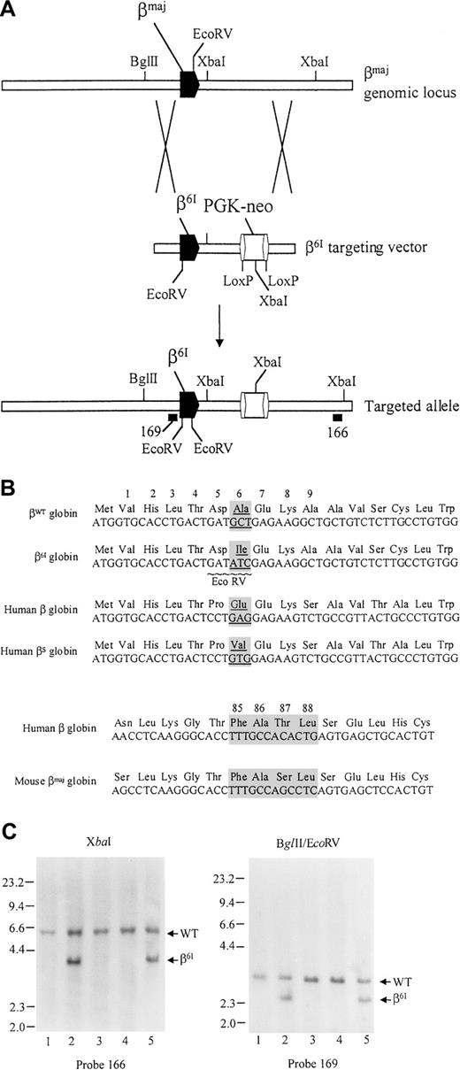 Fig. 1. Targeting strategy for generating the β6Imutation. / (A) Top line depicts the structure of wild-type β-major genomic locus; the β6I targeting vector is shown in the middle. The targeted allele with a retained PGK-neo cassette is depicted on the bottom line. Locations of external probe 166 and internal probe 169 are shown. (B) Comparison of DNA and amino acid sequences of mouse β-major globin and human β globin genes. (C) Southern blot analysis of genomic tail DNA derived from the progeny of β6Iheterozygous mutant mice. (left) DNA digested with XbaI and hybridized with probe 166. (right) DNA digested with EcoRV and BglII and hybridized with probe 169.