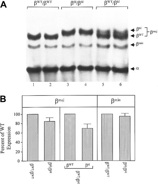 Fig. 3. Globin-chain composition in mouse RBCs. / (A) Hemolysates were prepared from the peripheral blood of β6I/β6I mice, βw/β6I mice, or βWT/βWT mice. Globin chains from fresh hemolysates were resolved on TAU-polyacrylamide gels and visualized with Coomassie blue. Shown is a representative gel from 4 that displayed virtually identical protein profiles. Positions of βWT, β6I, βmin, and α globin chains are indicated. (B) The βWT, β6I, and βmin chains were quantitated by densitometry. An average was calculated from duplicates run on each gel and expressed as a percentage of wild-type level. Shown are the means, along with standard deviations, from 4 different gels.