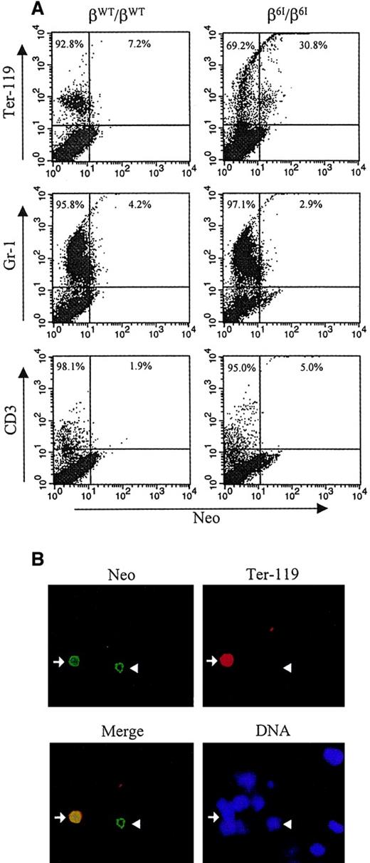 Fig. 5. Expression of PGK-neo in β6I mice. / (A) Flow cytometric analysis was used to quantitate cells expressing immunoreactive neomycin phosphotransferase. Bone marrow cells were first labeled with PE-conjugated monoclonal antibodies specific for cell surface antigen Ter-119, Gr-1, or CD3. Cells were then fixed in Cytofix/Cytoperm solution and incubated with rabbit anti-Neo polyclonal antibody and fluorescein-conjugated antirabbit secondary antibody. Neo expression is plotted on the x-axis, and surface markers are plotted on the y-axis. (B) Bone marrow cells from β6I/β6I mice were analyzed for the presence of immunoreactive neomycin phosphotransferase by indirect immunofluorescence microscopy. Cells were first stained with PE-conjugated antibody specific for murine erythroid lineage marker Ter-119, spun onto coverslips, fixed in methanol, and incubated with rabbit anti-Neo polyclonal antibody and fluorescein-conjugated antirabbit secondary antibody. Nuclear DNA was visualized with DAPI. A representative microscopic field is shown for Neo (Neo), Ter-119 (Ter-119), and DNA staining (DNA). A merged micrograph of the Neo and Ter-119 labeling patterns is also shown (Merge). Arrows indicate, Ter-119+/Neo+ cells; arrowheads, Ter-119-/Neo+ cells. Magnification × 200.