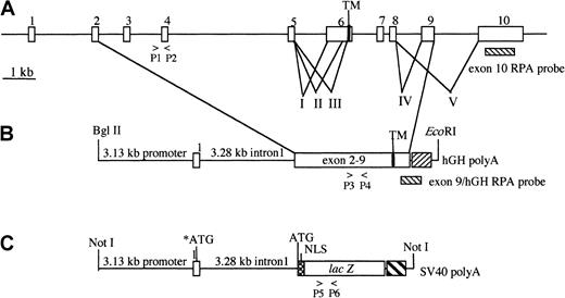 Fig. 1. Transgene constructs. / (A) Genomic organization of the human CSF-1 gene, in which the mouse CSF-1 intron–exon boundaries are conserved, showing exons (1-10), reported alternative splicing events (I-V), oligonucleotide primers forCsf1op mutation genotyping (P1, P2), and the exon 10 RPA probe used to detect exon 10–containing mRNA expression. (B) TgN(FLCsf1)Ers, or TgC, encoding full-length mouse CSF-1 and comprising exons 2 to 9, derived from alternative splicings I and IV and the hGH poly(A) addition site (hatched), under the control of the CSF-1 promoter and first intron, showing relevant restriction enzyme sites, the oligonucleotide primers used for genotyping (P3, P4), the transmembrane domain (TM), and the RPA probe used to detect the transgene and exon 9–containing mRNAs. (C) TgN(Csf1-Z)Ers, or TgZ, encoding lacZ under the control of the CSF-1 promoter and first intron. Positions of the mutated ATG (*ATG), translation start codon (ATG), SV40 nuclear localization sequence (NLS) (checkered),lacZ coding sequence, SV40 polyadenylation signal (heavy crosshatch), and oligonucleotide primers (P5, P6) used to detect the transgene by PCR are indicated.