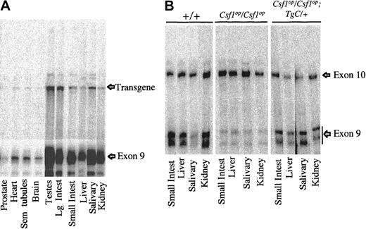 Fig. 5. Tissue expression of TgC mRNA. / TgC and endogenous CSF-1 mRNAs in 10 μg aliquots of total RNA were quantitated by RPA using the exon 9/hGH and exon 10 cDNA probes illustrated in Figure 1A,B. (A) Messenger RNA products protected by the exon 9/hGH probe, which correspond to the exon 9 UTR-containing CSF-1 mRNA (exon 9) and the hGH poly(A) UTR-containing TgC mRNA (Transgene), are indicated. TgC mRNA was detected in each of the tissues examined, apparently at low levels compared with the levels of endogenous CSF-1 mRNA. All samples were electrophoresed in the same gel and the data captured by phosphoimager; intensity of bands in the lower portion of the figure has been reduced to improve resolution. (B) RPA of RNA samples from selected tissues of mice of the indicated genotype, using the exon 9/hGH and exon 10 cDNA probes. Bands representing the exon 9– and exon 10–containing transcripts are indicated. The exon 9 probe generally detects 2 CSF-1–specific bands. Comparison of the 3 panels indicates that exon 9–containing CSF-1 mRNA is decreased inCsf1op/Csf1op tissues relative to +/+ tissues and restored to normal inCsf1op/Csf1op tissues by expression of TgC.