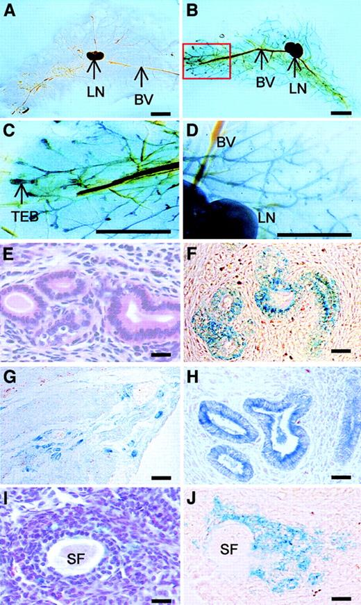 Fig. 9. TgZ expression in female reproductive tissues. / Stained with H&E (E,I) and X-gal (A-J). Whole-mount staining of the fourth inguinal mammary gland: (A) nontransgenic, (B) transgenic, (C) high-power image of the boxed region in (B) (TEB, terminal end buds), and (D) high-power image of portion of mammary gland from a 6-day pregnant transgenic mouse, showing positive staining of the ducts in the transgenic tissues. Note increased intensity of staining of blood vessels (BV) and lymph node (LN) in transgenic (B-D) compared with nontransgenic (A) tissue. (E-H) Uteri of nonpregnant (E, F) and 6-day pregnant (G, H) mice and the presence of positive cells in the myometrium (G), some of which are localized to regions previously shown to contain macrophages.59 (I, J) Ovary of transgenic mice, showing β-galactosidase expression in granulosa cells surrounding the secondary follicles (SF). Bars: (A-D) 5 mm; (E-J) 50 mm.