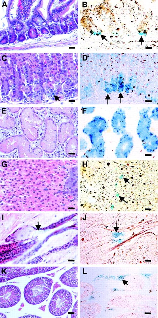 Fig. 10. TgZ expression in other tissues. / Stained with H&E (A, C, E, G, I, K) and X-gal (A-L). (A, B) Small intestine, showing β-galactosidase staining in Paneth cells at the base of the crypts. (C, D) Stomach, revealing staining of cells at the base of the crypts of the pyloric glands. (E, F) Salivary gland, demonstrating strong positive staining of serous acinar cells. (G, H) Adrenal gland, showing positive cells in the zona reticularis. (I, J) Skin, indicating positive staining of cells in the neck of the sebaceous gland. (K, L) Testis, showing β-galactosidase–positive interstitial cells. Bars: 50 mm.