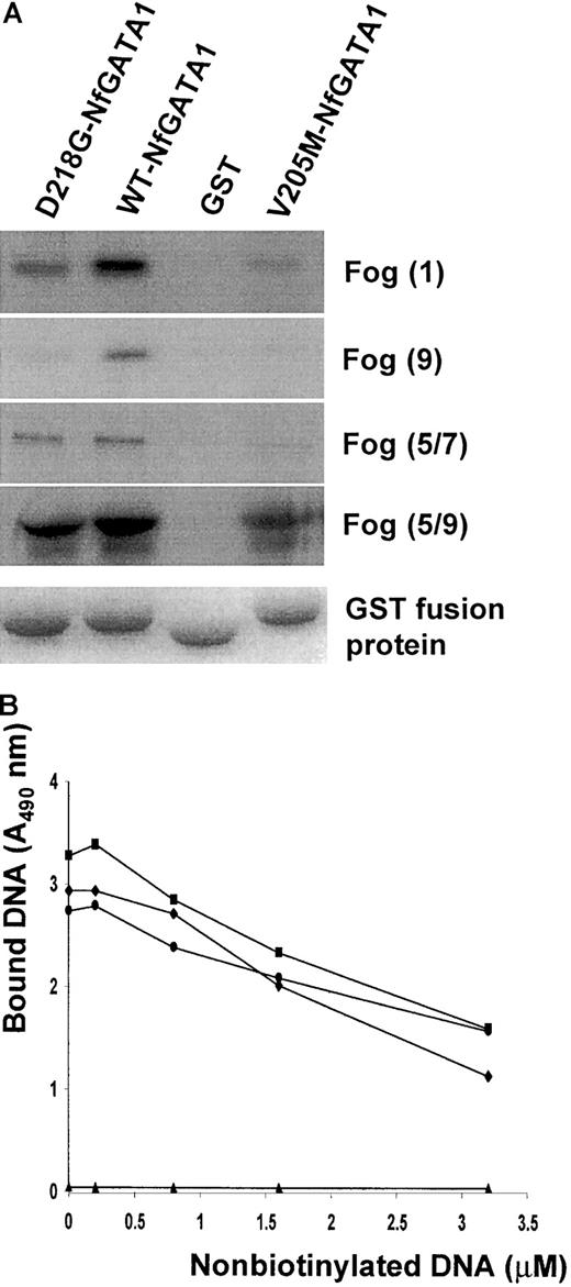 Fig. 3. GATA1/FOG1 and GATA1/DNA interaction studies. / (A) Different in vitro transcription/translated FOG1 fingers (finger 1, finger 9, fingers 5 to 7, and fingers 5 to 9) were incubated with various GST fusion proteins (GATA1 Nf-D218G, GATA1 Nf, and GATA1 Nf-V205M) or with GST immobilized on glutathione agarose beads. After washing the beads, bound proteins were eluted and resolved by SDS-PAGE. The autoradiogram in the top panel shows the amount of retained S35-labeled FOG1. The lower panel shows the Coomassie blue staining of the gel confirming equal GST fusion protein sample loading. (B) DNA binding competition assay (representative for 3 experiments). The amount of biotinylated DNA (100 μM) bound by GST/GATA1 fusion proteins was plotted against the concentration of nonlabeled competitor DNA. Control GST-bound beads (▴) gave no DNA binding. ♦, WT-NfGATA1; ▪, D218G-NfGATA1; ●, V205M-NfGATA1.