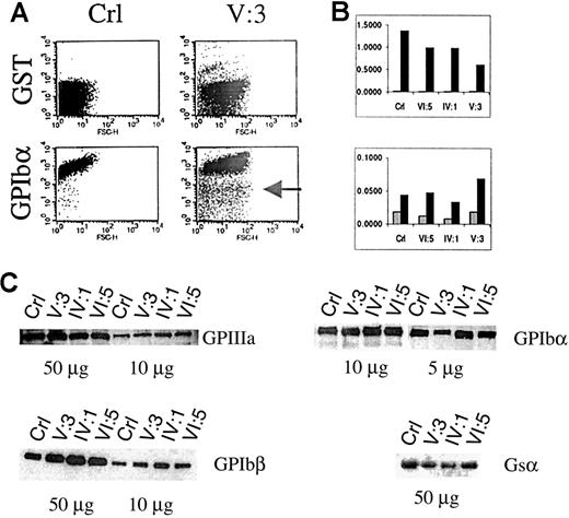 Fig. 5. Platelet glycoprotein expression analysis in PRP. / (A) Flow cytometry of a platelet nonspecific protein (GST) and GPIbα in the platelets of a control (Crl) or patient V:3. The platelets of V:3 are at least 2 to 3 times larger than control platelets, and a subgroup seems immature with very low levels of GPIbα (indicated by an arrow). (B) Normalized (versus GPIIIa expression) FACS results for the expression of GST, GPIbα, and GPIbβ in control (Crl), obligate carriers (VI:5 and IV:1), and patient V:3. ░, GST/GPIIIa; ▪, GPIbα/GPIIIa (upper panel) and GPIbβ/GPIIIa (lower panel). (C) Platelet glycoprotein expression using Western blot analysis to study the expression of GPIIIa, GPIbα, and GPIbβ. The expression of the GATA1-independent large Gsα subunit (52 kd) was also studied.