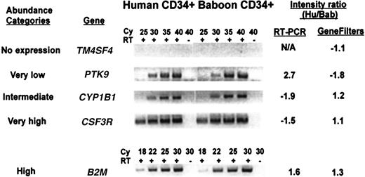 Fig. 3. Comparison of the expression level between human and baboon CD34+ cells for genes selected from different abundance categories, by semiquantitative RT-PCR. / Five known genes representative of each of the abundance categories described in Figure 2 were analyzed by RT-PCR using primers from the 3′-untranslated region of the gene. The PCR reactions were done with (+) or without (−) addition of reverse transcriptase (RT) for the indicated cycle number (Cy). The genes tested are: TM4SF4, transmembrane 4 superfamily member 4; PTK9, protein tyrosine kinase 9; CYP1B1, cytochrome P450, subfamily 1 (dioxine-inducible), polypeptide 1 (glaucoma 3, primary infantile);CSF3R, colony-stimulating factor 3 receptor; B2M, β2-microglobulin. The intensity measured with GeneFilters is compared to that measured by RT-PCR.