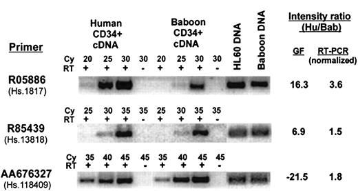 Fig. 4. Comparison of the expression level between human and baboon CD34+ cells for apparent species-specific genes selected from Table 3. / Representative analysis by semiquantitative RT-PCR for 3 transcripts from Table 3 with apparent species-specific expression as measured on GeneFilters (GF), using primers designed from the 3′-untranslated region of the gene. The PCR reactions were done with (+) or without (−) addition of reverse transcriptase (RT) for the indicated cycle number (Cy). The intensity measured with GeneFilters is compared to that measured by RT-PCR, normalized to genomic DNA. Intensity ratio measurement is shown as positive when expression in humans is higher than baboons, and negative when the reverse is true.