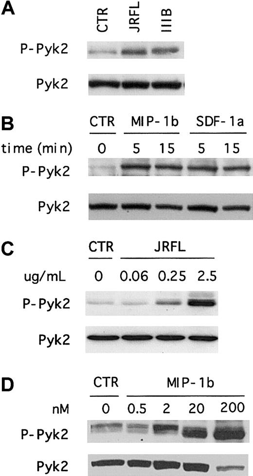 Fig. 2. X4 gp120 and chemokines induce macrophage Pyk2 tyrosine phosphorylation. / Macrophages were stimulated for 5 minutes with 2.5 μg/mL X4 (IIIB) and R5 (JRFL) gp120 (A), or stimulated for the indicated time periods with 200 nM of the chemokines MIP-1β or SDF-1α (B). Cell lysates were resolved by 8% SDS-PAGE, transferred to a nitrocellulose membrane, and subjected to immunoblot analysis with an antibody specific for the phosphorylated form of Pyk2 (upper panels, P-Pyk2). The same blot was then reprobed with an antibody specific for total Pyk2 (lower panels). Each experiment was repeated at least 4 times and the presented blots are representative of these experiments. To test the effect of different agonist concentrations, macrophages were stimulated for 5 minutes with the indicated concentrations of gp120 (C) and MIP-1β (D), and analyzed by immunoblot as described above.
