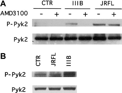 Fig. 3. CCR5 and CXCR4 mediate Pyk2 phosphorylation in primary human macrophages treated with HIV-1 gp120. / (A) MDMs from a CCR5 wild-type donor were pretreated for 1 hour with (+) or without (−) the CXCR4 antagonist AMD3100 (1 μg/mL) before incubation for 5 minutes with R5 (JRFL) or X4 (IIIB) gp120 (2.5 μg/mL). (B) CCR5− MDMs derived from donors homozygous for the CCR5 Δ32 deletion allele were treated for 5 minutes with JRFL or IIIB gp120 (2.5 μg/mL). Whole cell lysates were analyzed by immunoblotting with an antibody specific for the phosphorylated form of Pyk2 (upper panel, P-Pyk2) or with antibody specific for total Pyk2 (lower panel). Each experiment was repeated at least 3 times and the blots shown are representative of these experiments.