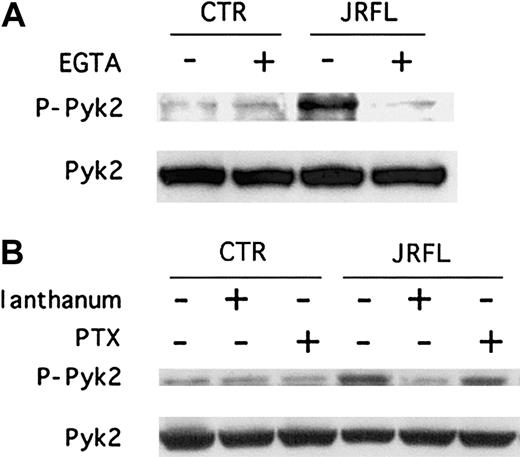 Fig. 4. Calcium signaling inhibitors but not PTX block gp120-induced tyrosine phosphorylation of Pyk2. / MDMs were exposed for 5 minutes to JRFL gp120 (2.5 μg/mL) following (A) pretreatment for 20 minutes with or without 2 mM EGTA or (B) following pretreatment for 20 minutes with 100 nM lanthanum or for 18 hours with 100 ng/mL PTX. Whole cell lysates were then analyzed by immunoblotting with an antibody specific for the phosphorylated form of Pyk2 (upper panels, P-Pyk2) or with an antibody specific for total Pyk2 (lower panels). Blots shown are representative of 4 independent experiments using different donors.