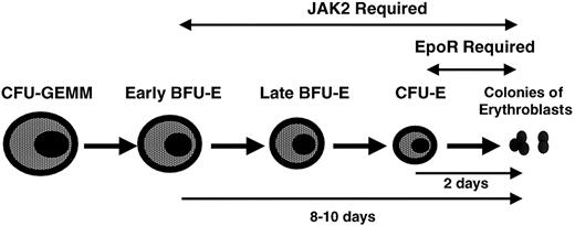 Fig. 1. Schematic of erythroid progenitor differentiation.