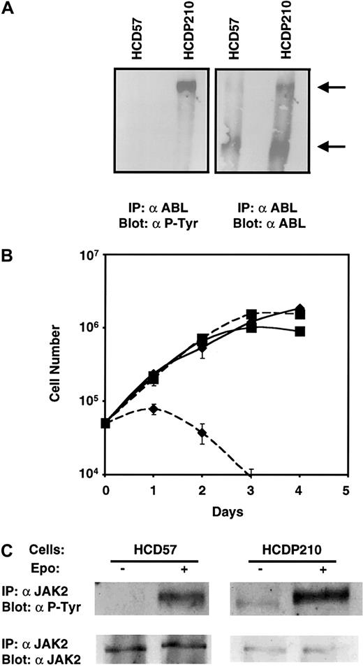 Fig. 2. Epo-independent HCDP210 cells. / (A) Expression and tyrosine phosphorylation of P210 in Epo-independent HCDP210 cells: Fifty million serum-starved HCD57 and HCDP210 cells were lysed and ABL immunoprecipitates were fractionated on a 6% sodium dodecyl sulfate–polyacrylamide gel electrophoresis (SDS-PAGE), transferred to nitrocellulose, and probed with antiphosphotyrosine (α P-Tyr) (4G10, left panel) or anti-ABL antibodies (right panel). Arrows show BCR-ABL P210 (top) and the endogenous c-ABL (bottom) proteins. IP indicates immunoprecipitation. (B) Growth curve of HCD57 (diamond) and HCDP210 (square) cells in the presence (solid lines) and the absence (dotted lines) of 2 u/mL Epo. (C) Constitutive JAK2 tyrosine phosphorylation in HCDP210 cells: serum starved cells were stimulated with or without Epo (100 u/mL) for 5 minutes. JAK2 immunocomplexes were fractionated on an 8% SDS-PAGE, transferred to nitrocellulose, and probed with 4G10 (upper panel) or anti-JAK2 antisera (lower panel).