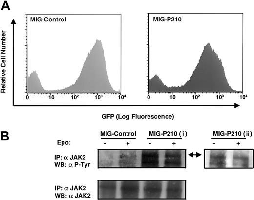 Fig. 3. Tyrosine phosphorylation of JAK2 in primary fetal liver cells retrovirally expressing BCR-ABL. / (A) Flow cytometry analysis of GFP expression of wild-type fetal liver cells infected with either MSCV-P210-IRES-GFP or the control vector MSCV-IRES-GFP. Live cells were gated. (B) Equal number of serum-starved cells from A were stimulated with or without Epo (100 u/mL). JAK2 immunoprecipitates were run on an 8% SDS-PAGE and probed with antiphosphotyrosine antibody (4G10) (upper panel, i: 2 hours exposure; ii: 10 minutes exposure) or anti-JAK2 antisera (lower panel). The arrow indicates JAK2; IP, immunoprecipitation; WB, Western blot.