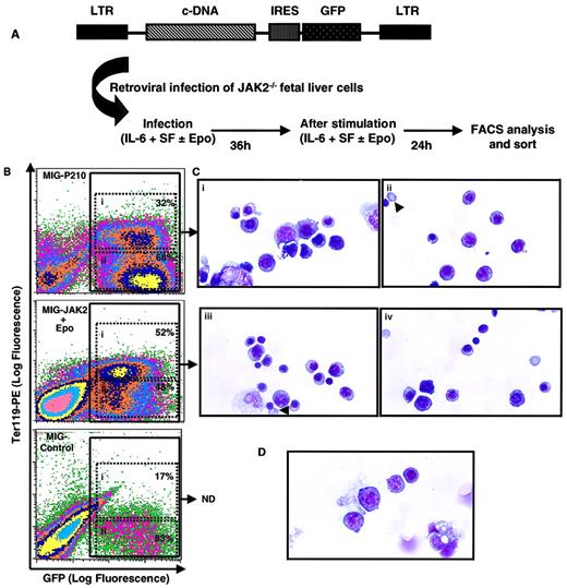 Fig. 4. JAK2 is not required for red cell formation by BCR-ABL. / (A) Retroviral infection of JAK2−/− fetal liver cells: E12.5 JAK2−/− fetal livers contain very few cells (< 2 × 105 cells/embryo)5 and are unresponsive to many cytokines used in retroviral infection.6 The protocol detailed here provided optimum conditions for retroviral infection of JAK2−/− fetal liver cells. (B) Flow cytometry analysis of transduced JAK2−/− fetal liver cells, a representative analysis of 10 independent experiments performed. E12.5 JAK2−/− fetal liver cells were infected with the control vector MIG-control or with the bicistronic retroviral vectors MIG-P210 or MIG-JAK2 in the presence of SF and IL-6 alone (MIG-control and MIG-P210) or together with Epo added 12 hours after initiation of infection (MIG-JAK2). Cells were analyzed 60 hours later for their expression of GFP and the erythroid marker Ter119-PE; 100 000 live events were collected. The percentage of Ter119+ (i) and Ter119− (ii) cells within the population of GFP+ cells are indicated in each case. (C) GFP-positive cells (panel B, populations i and ii) of JAK2−/− fetal liver cells transduced with MIG-P210 and cultured in the absence of Epo (Ci, ii) or with MIG-JAK2 and cultured in the presence of Epo (iii, iv) were isolated by FACS and analyzed for their morphology by Wright Giemsa staining. Representative fields are depicted (× 1000). Arrows (Cii, iii) show an enucleated erythrocyte derived from a P210-transduced cell (Cii), or an orthochromatic erythroblast derived from a JAK2-transduced cell cultured with Epo, in the process of exonucleation (Ciii). Control MIG-transduced cells did not generate enough cells to perform morphologic analyses routinely. (D) A representative field of Wright Giemsa analysis of freshly isolated JAK2−/− fetal liver cells (× 1000). ND indicates not determined.