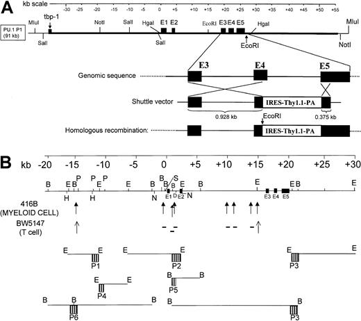 Fig. 1. Isolation and characterization of a murine PU.1 91-kb P1 genomic clone. / (A) Map of the genomic clone and strategy for insertion of the Thy1.1 reporter by homologous recombination. The top cartoon is a kilobase scale. The middle panel is a map of the murine PU.1 91-kb genomic insert (thick black line), with sequences from the P1 vector shown by the thinner black line. Shown are the relative locations of the 5 coding exons, labeled E1 to E5; restriction sites of enzymes used to map the clone; and the location of the murine equivalent of the 3′ end of the human tbp-1 gene at the extreme 5′ end of the insert. The bottom panel shows the strategy used for insertion of the Thy1.1 reporter by homologous recombination. “Genomic sequence” represents an expanded view of the murine PU.1 genomic region between exons 3 to 5. The panel below depicts the shuttle vector in which a 928-bp homologous fragment, including parts of exon 3, intron 3, and exon 4, were placed upstream of an IRES followed by the 544-bp murine Thy1.1 cDNA, a polyadenylation signal, and a 375-bp homologous portion of exon 5. “Homologous recombination” represents the final structure of the modified P1 vector, referred to as mPU.1-Thy1.1-P1 in the text. Following homologous recombination into the same region as was done for PU.1 knockout animals, we predict a genomic structure of the P1 as shown in the bottom figure in which a single transcript would encode both the PU.1 gene and Thy1.1 reporter. The normal PU.1 reading frame terminates at the junction of the fragment of exon 4 and the IRES, and this construct would not be expected to encode a functional PU.1 protein. Also shown are restriction enzyme sites, including a PCR-generated EcoRI site in front of the IRES, Thy1.1 cDNA, and exon 5. This extra EcoRI site allows detection of the transgene from the endogenous PU.1 gene using a 544-bp BamHI Thy1.1 cDNA probe on Southern blots to establish transgene copy number.31 (B) Map of DNase I HSs and genomic probes. The top panel is a kilobase scale. The middle panel is a map of the murine PU.1 genomic sequence in this region, showing restriction enzymes used for DNase I mapping. Also shown are the 5 coding exons (E1-E5). DNase I HSs identified in this paper are indicated below the genomic map in either bold arrows (for sites in 416B myeloid cells) or in thin arrows (for sites in BW5147 T cells); sites identified in the myeloid cells but not T cells are indicated with a minus (−) symbol. The relative positions of each of the 6 probes (P1 to P6) and the restriction enzymes used with each probe are indicated at the bottom of the figure.