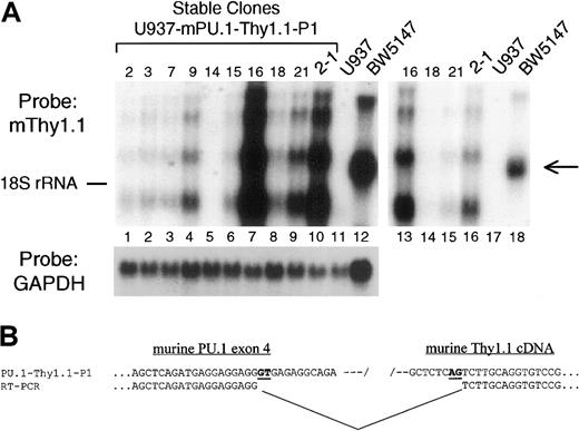 Fig. 2. The 91-kb murine PU.1 genomic clone directs high-level reporter gene expression in stably transfected cell lines. / (A) Northern blot analysis of Thy1 mRNA in stable cell-line transfectants harboring the murine 91-kb PU.1 P1 clone. The 91-kb P1 DNA was linearized and stable transfectants established in myeloid U937 cells. The blot was sequentially probed with murine Thy1 cDNA (top) and GAPDH (bottom). Numbers at the top of the blot indicate clone number (lanes 1-10) as well as the negative control U937 cells (lane 11) and positive control BW5147 T-cell line (lane 12). Lanes 13 to 18 represent a limiting exposure of the left-hand blot (lanes 7-12). The position of migration of 18S ribosomal RNA is shown on the left, and the arrow on the right indicates the position of endogenous Thy1.1 mRNA in BW5147 T cells. (B) Sequence of the cryptic splice resulting in loss of Thy1.1 protein expression. Flanking primers were used to derive cDNA from the region spanning PU.1 exon 4, the IRES, and Thy1.1 cDNA (Figure1A). Shown in the upper line is the sequence of the PU.1-Thy1.1-P1 plasmid, and below it is the actual sequence derived from mRNA from stably transfected U937 cells. Alignment of the 2 sequences demonstrated a gap in the cDNA in which the IRES and 5′ end of the Thy1.1 cDNA (including the start ATG) are missing. Also shown in bold and underlined are nucleotides presumptively serving as the signals for the cryptic splice donor (GT) and acceptor (AG).
