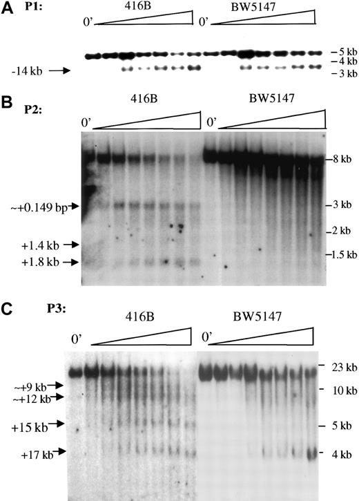 Fig. 3. DNase I HS mapping detects 3 major regions in the PU.1 gene. / (A) DNase I HSs detected with probe 1 (P1 in Figure 1B). The arrow indicates a DNase I HS mapping approximately 14-kb upstream of the transcription start site detected in both myeloid 416B cells (left) and T-cell BW5147 cells (right). “0′” indicates no treatment with Dnase I; the triangle above the lanes indicates increasing time of digestion of genomic DNA with DNase I. DNA was digested with EcoRI. (B) DNase I HSs detected with probe 2 (P2 in Figure 1B). The arrows indicate 3 DNase I HSs at 149 bp, 1.4 kb, and 1.8 kb downstream of the transcription start site detected only in myeloid 416B cells (left) but not in T-cell BW5147 cells (right). DNA was digested withEcoRI. (C) DNase I HSs detected with probe 3 (P3 in Figure1B). The arrows indicate DNase I HSs at +9 kb, +12 kb, +15 kb, and +17 kb downstream of the transcription start site. The first 3 are observed only in myeloid 416B cells (left) but not in T-cell BW5147 cells (right); the +17-kb site is observed in both cell types. DNA was digested with BamHI.