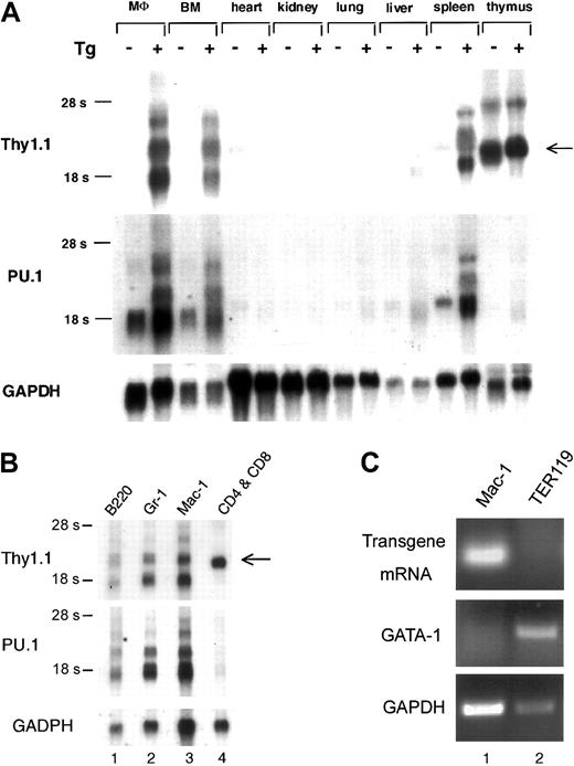 Fig. 5. The 91-kb murine PU.1 genomic clone directs high-level reporter gene expression in myeloid and B cells of transgenic mice. / (A) Northern blot analysis demonstrates that the transgene is specifically expressed in the same tissues as the endogenous murine PU.1 gene. Total RNA was isolated from the different tissues as indicated at the top from either a nontransgenic littermate (Tg −) or a murine PU.1 91- kb P1 transgenic mouse (Tg +). The blot was successively hybridized with a probe for murine Thy1 (top), murine PU.1 (middle), and GAPDH (bottom). The Thy1 probe hybridized to transgene mRNA strongly in peritoneal macrophages (MΦ), bone marrow (BM), and spleen and weakly in liver and lung. The hybridization observed in both nontransgenic and transgenic thymus is derived from the endogenous murine Thy1 gene, which is expressed strongly in thymus, weakly in spleen and heart, and undetectable in the other tissues examined and indicated by an arrow on the right of the panel. Similar results were obtained with a second transgenic founder line. (B) Northern blot analysis of fractionated cells demonstrate myeloid- and B cell–specific expression of the PU.1 transgene. Cells from the P1 transgenic line shown in panel A were fractionated into B220+ (B cells); Gr-1+ (granulocytes); Mac-1+ (granulocytes and macrophages); and CD4+and/or CD8+ (T-cell) populations as described in “Materials and methods.” Murine Thy1.1, PU.1, and GAPDH RNAs were detected by Northern blot analysis as described for panel A. The endogenous murine Thy1 mRNA species was detected in the CD4+/CD8+ lane slightly below the position of the second fastest migrating exogenous transgene band, as indicated by the arrow to the right of the panel. The purity of cells for each lineage was more than 95% for Gr-1+ cells and more than 90% for Mac-1+, B220+, and CD4+/CD8+ cells. (C) RT-PCR analysis demonstrates expression of transgenic RNA in Mac-1+ myeloid cells but not TER119+ erythroid cells. Highly purified (> 99%) Mac-1+ (lane 1) and TER119+ cells (lane 2) were isolated by FACS. Complementary DNA from 200 cells was used in each RT-PCR reaction. Transgene-derived mRNA was detected by a combination of 5′ PU.1 sense and 3′ Thy1.1 antisense primers. GATA-1 and GAPDH RT-PCR were performed as controls for RNA integrity.