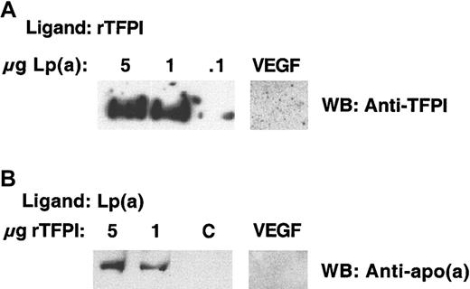 Fig. 1. Ligand blot analysis showing rTFPI ligand binds to immobilized Lp(a) and Lp(a) ligand binds to immobilized rTFPI. / (A) Purified Lp(a) at varying concentrations was subjected to nonreducing SDS-PAGE and transferred to nitrocellulose. Membranes were then incubated overnight at 4°C with rTFPI ligand. After washing, bound rTFPI ligand was identified using a primary anti-TFPI antibody and secondary antirabbit-HRP conjugate. The antigen-antibody complex was visualized using chemiluminescence. An irrelevant protein VEGF was immobilized on a separate membrane under similar conditions to Lp(a) and the membrane ligand blotted with rTFPI ligand as above. (B) rTFPI at varying concentrations electrophoresed and transferred to nitrocellulose under similar nonreducing conditions and subjected to ligand blotting with Lp(a) overnight at 4°C. Bound Lp(a) ligand was identified with primary anti-apo(a) and secondary antigoat antibodies, respectively. The antigen-antibody complex was visualized using chemiluminescence. An irrelevant protein VEGF was immobilized under similar conditions to TFPI and the membrane ligand blotted with Lp(a) as described above. C refers to a control lane where the rTFPI was omitted.