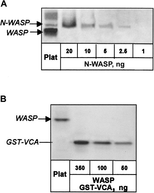 Fig. 2. Quantitation of N-WASP and WASP in normal human platelets. / (A) N-WASP in platelet lysate and dilutions of recombinant N-WASP were detected on Western blot by Ab-1 and quantified by phosphor imaging. (B) WASP in platelet lysate was detected with W485 antibody and quantified by comparison with dilutions of GST-VCA.