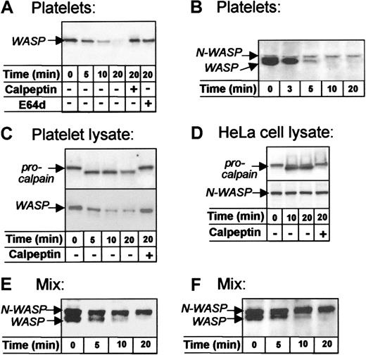 Fig. 3. WASP and N-WASP differ in sensitivity to calpain. / WASP was detected with rabbit W485, N-WASP with Ab-1 (D-F) or Ab-2 (B), and μ-calpain with B27D8 monoclonal antibody. (A, B) Intact platelets activated with Ca++ ionophore A23187. Note the time-dependent cleavage of WASP, which failed to occur in platelets pretreated with the calpain inhibitors calpeptin23 or E64d24 (A, lanes 5, 6). Note that N-WASP is not cleaved during platelet activation (B); similar results were obtained when blots of platelet lysates were stained with N-WASP Ab-1 (not shown). (C) Platelet sonicates (lysates) supplemented with CaCl2and incubated at approximately 22°C. Note the conversion of procalpain (80 kd) to calpain (76 kd) and the time-dependent cleavage of WASP, both inhibited by calpeptin. (D) HeLa cell lysates supplemented with CaCl2 and incubated at approximately 22°C. Note that procalpain was converted to active calpain, but N-WASP was not cleaved over 20 minutes. (E) Combined platelet and HeLa cell lysates (1:1) supplemented with CaCl2 and calpain (36 μg/mL) (Calbiochem, La Jolla, CA) incubated at approximately 22°C. Note that WASP was cleaved and N-WASP was unaffected. (F) Recombinant N-WASP (700 ng/mL) was added to platelet lysate, supplemented with CaCl2 and incubated at approximately 22°C.