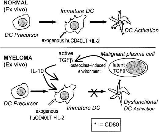 Fig. 8. Proposed mechanism causing dysfunctional DCs. / A proposed mechanism for the factors involved during the ex vivo activation of CD80 on DCs and the inhibitory effects of TGF-β1 and IL-10 in patients with myeloma.