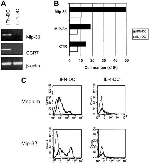 Fig. 5. Up-regulation of CCR7 and MIP-3β expression in IFN-DCs and CD83+ cell migration in response to exogenous MIP-3β. / (A) RT-PCR analysis showing the up-regulation of CCR7 and MIP-3β mRNAs in IFN-DCs as compared with IL-4-DCs. (B) Strong migratory capacity of IFN-DCs in response to MIP3β. Migration assays were performed in a 24-well Transwell cell culture chamber (Costar). MIP3α and MIP3β chemokines (100 ng/mL) were loaded in the lower compartment. After 2 hours of incubation, the cells that migrated in the lower compartment were collected and counted. Assays were performed in triplicate. SDs did not exceed 15%. (C) The majority of IFN-DCs migrated in response to MIP-3β expressed the CD83 marker. After migration assay, cells recovered from the lower compartment of the Transwell chambers were collected and analyzed by flow cytometry. MIP-3β-responsive cells in IFN-DCs were mostly CD83+, whereas the few IL-4-DCs migrated in response to MIP-3β did not express CD83. The addition of MIP3-β to the cell cultures did not induce up-regulation of CD83 (data not shown). The results are representative of 3 experiments performed with cells from different donors.