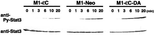 Fig. 2. Effect of PTPεC on the onset of IL-6–induced STAT3 tyrosine phosphorylation. / M1 stable clones were treated with IL-6 at 10 ng/mL for the times indicated and lysed. Phosphorylated STAT3 was detected by Western blotting with an antibody specific to tyrosine-phosphorylated STAT3 (upper panels). Blots were stripped and reprobed with the anti-STAT3 antibody (lower panels).