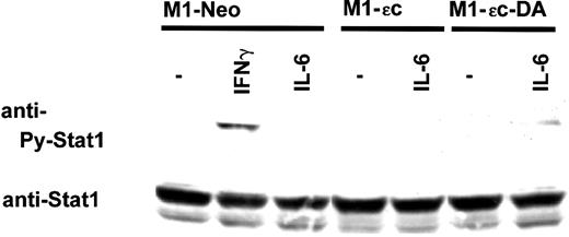 Fig. 3. PTPεC inhibits IL-6–induced activation of STAT1. / M1 stable clones were treated with IL-6 at 10 ng/mL or with IFN-γ at 25 ng/mL for 20 minutes and lysed. Phosphorylated STAT1 was detected by Western blotting with an antibody specific to tyrosine-phosphorylated STAT1 (upper panels). Blots were stripped and reprobed with the anti-STAT1 antibody (lower panels).