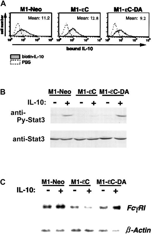 Fig. 4. PTPεC inhibits IL-10–induced activation of STAT3. / (A) Binding of biotinylated IL-10 to M1 stable clones was analyzed by flow cytometry as described in “Materials and methods.” (B) M1 stable clones were treated with IL-10 at 20 ng/mL for 20 minutes and lysed. STAT3 tyrosine phosphorylation was analyzed as in Figure 2. (C) Total RNA was prepared from M1 stable clones cultured for 20 hours in the presence of 20 ng/mL IL-10 and analyzed for expression of FcγRI and β-actin mRNA by Northern blotting (upper panel). Data represent 1 of 3 independent experiments.