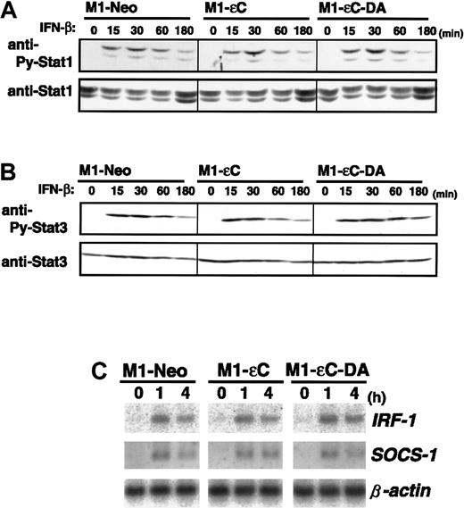 Fig. 5. Effect of PTPεC on IFN-β-induced STAT activation. / (A) M1 stable clones were treated with IFN-β at 1000 U/mL for the times indicated and lysed. STAT1 activation was analyzed as in Figure3, and (B) STAT3 activation was analyzed as in Figure 2. Cells were treated with IFN-β for the times indicated. Total RNA was analyzed for IRF-1 and SOCS-1 expression by Northern blotting. (C) Expression levels of β-actin were also estimated.