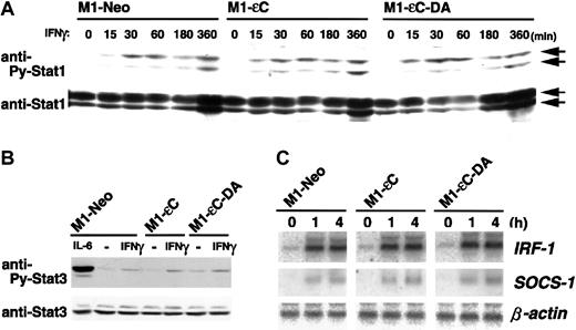 Fig. 6. Effect of PTPεC on IFN-γ–induced STAT activation. / (A) M1 stable clones were treated with IFN-γ at 25 ng/mL for the times indicated and lysed. STAT1 activation was analyzed as in Figure3, and (B) STAT3 activation was analyzed as in Figure 2B. Cells were treated with IFN-γ for the times indicated. Total RNA was analyzed for IRF-1 and SOCS-1 mRNA by Northern blotting. (C) The expression levels of β-actin were also estimated.
