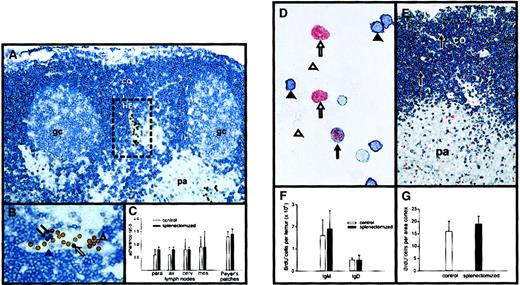 Fig. 4. Splenectomy does not influence adherence of B cells to HEVs in vitro or B-cell proliferation in vivo. / (A) After incubation of blood and standard cells on a mesenteric lymph node cryostat section the adherence on HEVs was demonstrated and B cells (blue) and standard lymphocytes (brown) were identified immunohistochemically. Co indicates cortex; pa, paracortex; gc, germinal center; HEV, high endothelial venule, framed. Original magnification × 250. (B) Depicted is the framed HEV that is shown in panel A. The standard cells are visible in brown. The black arrows demonstrate blood B cells, the black arrowhead a blood non-B cell, the white arrow a standard B cell, and the open arrowhead a standard non-B cell. Original magnification × 500. (C) The adherence on parathymic (para), axillary (ax), cervical (cerv), and mesenteric (mes) lymph nodes and Peyer patches is shown for control and splenectomized animals. On tissue from control animals blood B cells from control animals were used, and on tissue from splenectomized rats blood B cells from splenectomized rats were used. The values are given as the mean of the adherence ratio ± SD (n = 6 for each group). (D) Cytospot of bone marrow cells is depicted. Bone marrow cells were isolated 1 hour after BrdU injection. B cells that were IgM positive (black arrowhead), proliferating B cells that had incorporated BrdU (black arrow), proliferating non-B cells (white arrow), and nonproliferating non-B cells (white arrowhead) are shown. (E) Mesenteric lymph nodes were removed 1 hour after BrdU injection and tissue sections were stained for B cells and BrdU incorporation. The black arrows show proliferating B cells (original magnification D: × 600 and E: × 150; co indicates cortex; pa, paracortex). (F) The graph demonstrates the number of proliferating IgD+ and IgM+ B cells in the bone marrow of control and splenectomized rats. (G) Indicated is the number of B cells per area (mm2 × 1000) proliferating in the B-cell area in control versus splenectomized rats. For panels F and G the mean ± SD are given (n = 4-5 for each group).
