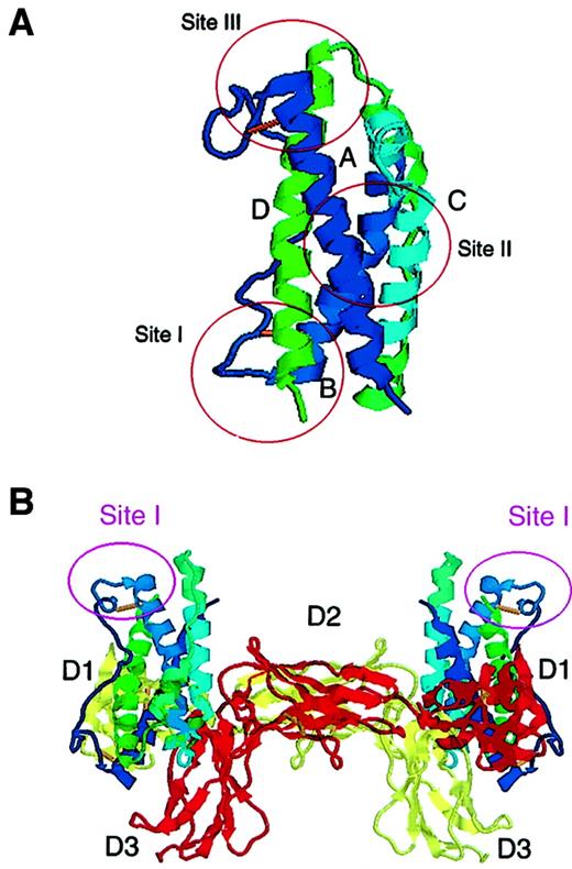 Fig. 1. Schematic cartoon representation of vIL-6 structure. / (A) vIL-6 ABCD 4- helix bundle connected by peptide loops is displayed in different colors. Site I, composed of the N-terminal region of the AB-loop and the C-terminal region of helix D, identifies the epitope recognized by the vIL-6 neutralizing antibodies described here, and corresponds to the presumed site where hIL-6 would interact with IL-6R. Site II on helix A and C, and site III on the initial part of the AB-loop and helix D represent binding surfaces to gp130. (B) vIL-6 is juxtaposed to gp130 in a tetrameric (2:2) signaling model based on the crystal structure of the complex.22 vIL-6 site II is occupied by the D2D3 sites of one gp130 chain (yellow), and site III is occupied by the D1 site of another gp130 chain (red). Site I of vIL-6, comprising the outward helical face, is not occupied by gp130 and is sterically accessible for engagement by other molecules.