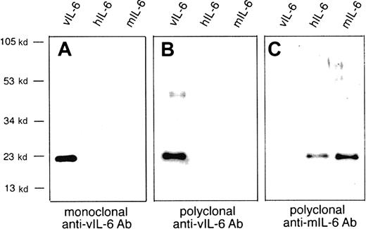 Fig. 2. Immunoblots of recombinant hIL-6, mIL-6, and vIL-6. / These immunoblots of recombinant hIL-6, mIL-6, and vIL-6 (each of 100 ng/lane) used mouse monoclonal anti–vIL-6, rabbit polyclonal anti–vIL-6, and rabbit polyclonal anti–mIL-6 antibodies. (A) Representative Western blot analysis using mAb v6m31.2.4. Similar results were obtained with the mAbs v6m12.1.1, v6m13.1.5, v6m17.3.2, v6m24.2.5, and v6m27.1.2 (data not shown). (B,C) Immunoblots of vIL-6, hIL-6, and mIL-6 using rabbit polyclonal antibodies raised against vIL-6 (B) and mIL-6 (C).