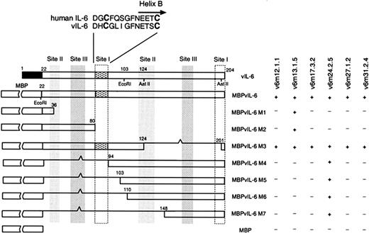 Fig. 3. Fusion protein mapping of anti-vIL-6 mAbs. / Schematic representation of deletion mutants of vIL-6 fusion proteins. Numbers above each box represent the amino acid positions relative to the start methionine. Restriction enzyme sites AatII andEcoRI used to construct M3 and M5, respectively, are indicated. The reactivity of each mAb to each fusion protein was determined by ELISA. The reactivity of each mAb to each fusion protein is shown as positive (+) when the absorbance (A405/550) was significantly higher (0.7 absorbance units) than the background or negative (−) when the absorbance was similar (within 0.05 absorbance units) to the background. The black box represents the putative vIL-6 signal peptide portion.5 The dotted box denotes a 13-amino acid peptide of vIL-6 that is recognized by 4 neutralizing mAbs against vIL-6. The bold characters indicate the second conserved cysteine residues. vIL-6 sites I, II, and III are defined based on the crystal structure of the vIL-6/gp130 complex.22