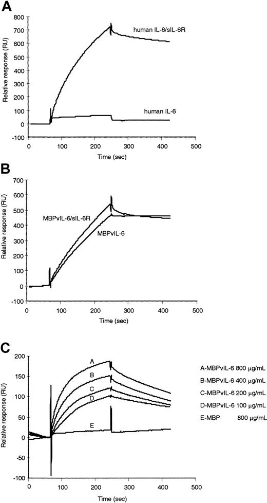 Fig. 6. Monitoring the binding of hIL-6 or vIL-6 to immobilized sgp130 using the biosensor system BIAcore 2000. / The sgp130 was immobilized at a concentration of 18.2 ng/mm2 on the CM5 biosensor chip. (A) hIL-6 (50 μg/mL) alone or hIL-6 (50 μg/mL) plus sIL-6R (20 μg/mL), (B) MBPvIL-6 (50 μg/mL) alone or MBPvIL-6 (50 μg/mL) plus sIL-6R (20 μg/mL) was passed over the sensor surface at a flow rate of 10 μL/min in PBS. Reagents were incubated for 1 hour prior to assay. (C) Overlay of sensorgrams showing kinetic analysis of vIL-6 with sgp130. The sgp130 was immobilized at a concentration of 1.5 ng/mm2. MBPvIL-6 (100, 200, 400, and 800 μg/mL) was passed over the sensor surface. Control MBP (800 μg/mL) did not show detectable affinity for sgp130. Representative data of 4 independent experiments are shown.