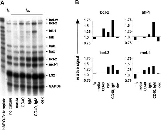 Fig. 5. CD40 and IgM crosslinking result in transcription of mcl-1, bcl-2, and bfl-1 in CLL B cells. / (A) CLL cells were purified from the peripheral blood of an untreated patient and RNAs isolated from unstimulated cells (t0) or after 4 hours with media only, anti-CD40 mAb, anti-IgM, or dexamethasone. Expression of mRNA encoding specific bcl-2 family members was measured by RPA. The data shown represent those of 5 similar analyses. (B) Densitometric evaluation of these RPA results, with fold induction based on comparison with the L32 signal for each lane.