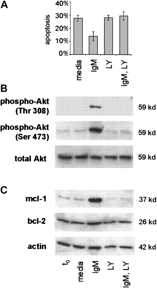 Fig. 6. PI3-K inhibition blocks BCR-mediated survival signals in CLL. / Freshly isolated CLL B cells were placed in culture with media only or with anti-IgM without or upon preincubation with the PI3-K inhibitor LY294002. (A) Apoptosis was measured by the PI method in the treated cells of 4 cases. Error bars indicate the SEM. (B) Phospho-Akt (thr 308, ser 473) was determined by western blot analyses with lysates taken at the t0 and 1 hour timepoints and specific antibody to the phosphorylated and total forms of Akt. (C) Mcl-1 protein was evaluated using lysates from t0 and 24 hours. The blot was stripped and probed also for bcl-2 and actin.