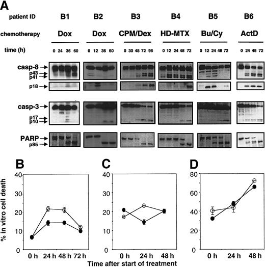 Fig. 2. Caspase activation by in vivo chemotherapy. / (A) Peripheral blood mononuclear cells from patients undergoing chemotherapy were isolated at different times of treatment as indicated. Caspase-8, caspase-3, and PARP were detected by immunoblot. Arrows indicate the intermediate forms of caspase-8 p43 and p41 and the active subunit p18 in the caspase-8 immunoblot. In the caspase-3 immunoblot, the active subunits p17 and p10 are indicated, whereas in the PARP assay, cleaved PARP at 85 kd is marked by the arrow. (B) Effect of caspase inhibition on spontaneous in vitro apoptosis of CD4 T cells during chemotherapy. Peripheral blood mononuclear cells were isolated at the indicated time of treatment. After cultivation for 24 hours in complete medium (filled circles) or in medium with 50 μM caspase inhibitor Z-VAD (open circles), cells were analyzed by flow cytometry for CD4 and annexin V binding. Bars represent the error of the experiment performed in triplicate. Shown are the results of 3 of 7 representative experiments.