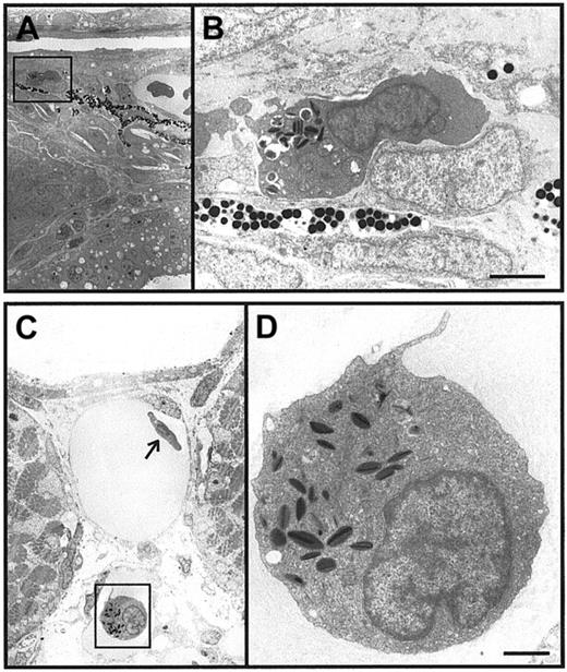 Fig. 3. Initiation of granulopoiesis in zebrafish embryos. / (A-D) Immature heterophil granulocytes in a 48-hpf zebrafish embryo. Panels A and C are low-power electron microscope views of immature heterophil granulocytes in axial tissue (A) and in an axial vessel (C). The heterophils boxed in panels A and C are recognizable by the characteristic cigar-shaped, electron-dense granules in cytoplasm and are shown at higher power in panels B and D. Scale bars = 2 μm (A), 1 μm (B).