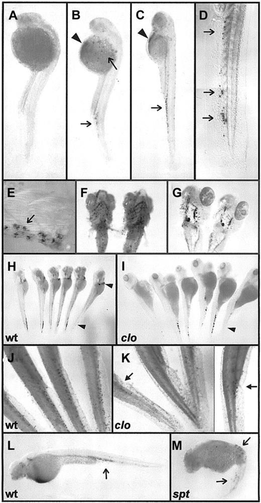 Fig. 4. Initiation of granulopoiesis in zebrafish embryos. / (A-E) Whole-mount myeloperoxidase histochemistry of zebrafish embryos at 26 (A), 31 (B), and 48 (C) hpf, showing discrete histochemically positive myeloperoxidase reactive cells over the yolk sac and in the ventral venous plexus (B-E, black arrows). Discrete cellular staining is shown at higher power under Nomarski illumination in the ventral venous plexus of 48-hpf embryos (D, E). Diffuse, less intense staining over the surface of the yolk (arrowhead B, C) is believed to be nonspecific staining in pooled erythrocytes. (F, G) Comparison of histochemical staining for myeloperoxidase (F) ando-dianisidine staining (G) for hemoglobin in the head and gill region of 6-dpf embryos. Myeloperoxidase-positive cells are scattered and discrete, whereas hemoglobin-positive cells are pooled in large blood vessels. (H-K) Comparison of histochemical staining for myeloperoxidase (J, K) and o-dianisidine staining (H, I) for hemoglobin in wild-type (H, J) and cloche (I, K) 3-dpf (H, I) and 2-dpf (J, K) embryos. Cloche (clo) embryos retain some globin expression in the ventral vein region (H, I, arrowhead). Myeloperoxidase-positive cells were fewer and more sparsely scattered and were generally located in the posterior ICM immediately caudal of the tip of the yolk sac extension (K, arrow). (L, M) Myeloperoxidase histochemical staining of a 48-hpf spadetail(spt) embryo (M) and age-matched sibling wild-type embryo (L), showing myeloperoxidase-positive cells (arrows) scattered throughout the spt embryo.