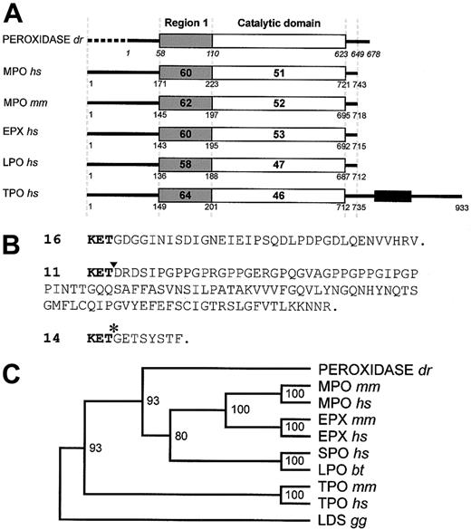 Fig. 5. A zebrafish myeloid-specific peroxidase(mpx) gene. / (A) Domain homology alignment of Danio rerio (dr) peroxidase, compared with human (hs) and murine (mm) myeloperoxidase (MPO), eosinophil peroxidase (EPX), lactoperoxidase (LPO), and thyroid peroxidase (TPO). Bold numbers within domains indicate percentage amino acid identity to the zebrafish peroxidase in region 1 (shaded) and the catalytic domain (open). Numbers under the box diagrams representing each protein indicate the amino acid number of the junction shown, counted from the initiation methionine, except for zebrafish peroxidase, where the italicized numbering starts from the first amino acid of the conceptual translation of the incomplete cDNA clone 16. (B) Three variant carboxyl termini of the Danio rerioperoxidase. The upper sequence (exemplified by clone 16) represents the most prevalent cDNA form recovered from library screening (GenBankAF378824). Clone 11 contained a 38-nucleotide deletion of the 38 nucleotides 1930-1967 (position marked by ▾), resulting in a change in reading frame and the variant conceptual translation shown (GenBankAF378825). Clone 14 differed from clones 16 and 11, again diverging after nucleotide 1929 (marked by *), resulting in the variant conceptual translation shown (GenBank AF378826). Six clones appeared to have a retained intron of 587-91 nucleotides after nucleotide 1735, and other clones identified 3 more apparently retained introns (length)—after nucleotide 1065 (91 nt), after nucleotide 1325 (90 nt), and after nucleotide 1496 (92 nt). (C) Phylogenetic analysis of theDanio rerio peroxidase with its closest mammalian homologues. Analysis was confined to the catalytic domain of each protein. The dendrogram was constructed using Clustal X and Treeview, building on the analysis of the entire peroxidase family as given in Daiyasu and Toh,24 using linoleate diol synthase (LDS) from Gaeumannomyces graminis (gg) as an outgroup. Bootstrap values (n = 1000) are indicated at nodes as percentages. SPO, salivary peroxidase; bt, bovine.