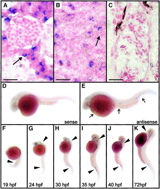 Fig. 6. Expression of zebrafish mpx in adult and embryonic zebrafish by in situ hybridization. / (A-C) Whole-mount in situ hybridization analysis of mpxexpression in adult kidney (A), spleen (B), and gill vasculature (C). Black arrows indicate blue cytoplasmic staining indicating gene expression in heterophils of the adult kidney and spleen but not in erythrocytes in the gill vessels. Control sections with sense riboprobes showed no staining under identical hybridization and development conditions. Scale bar (A-C) = 14 μm. (D-E) Expression of mpx in a 30-hpf embryo (E) as detected by an antisense riboprobe (E, arrow), along with a control embryo hybridized to a sense riboprobe (D). Panels D and E are composite images bringing several focal planes together to demonstrate at higher magnification the typical appearance of the scattered mpx-positive cells indicated by arrows in panels G to K. (F-K) Expression ofmpx in zebrafish embryos from 19 to 72 hpf. Note that expression occurs first diffusely throughout the intermediate cell mass at 19 hpf (F, black arrowhead), but from 24 hpf expression is discrete in cells scattered throughout the embryo, particularly over the surface of the yolk and in relation to the axial vasculature (G-K, black arrowheads).