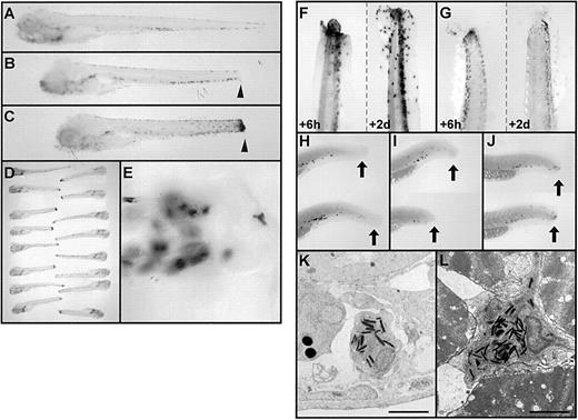 Fig. 7. Functional studies of granulocytes in zebrafish embryos. / (A-E) Acute inflammation assay for granulocyte function in embryonic zebrafish at 6 dpf, based on tail transection and whole-mount histochemical staining for myeloperoxidase. Whole-mount zebrafish embryos were subjected to myeloperoxidase histochemical staining before (A), immediately after (B), and 8 hours after (C) transection near the tail tip. Note the scattered population of darkly staining peroxidase-positive cells in the ventral vein region in nontraumatized embryos and the accumulation of peroxidase activity at the site of acute inflammation (B and C arrowheads). Panel D displays an array of 16 embryos, indicating the assay is highly reproducible. At higher power, under Nomarksi illumination, the aggregated myeloperoxidase activity is seen to be distinctly cellular (E). (F, G) Comparison of the pattern of myeloperoxidase histochemical staining (F) ando-dianisidine staining (G) for hemoglobin in embryos 6 hours (left tail in panels) and 2 days (right tail in panels) after tail transection, showing the longer persistence of peroxidase-positive cells compared with hemoglobin-containing cells. (H-J) Identical assay to those in panels A to C, performed in 48-hpf embryos but using whole-mount in situ hybridization for mpx-expressing cells rather than histochemistry. The pattern of mpx-expressing cells (black dots) is shown before (H), immediately after (I), and 8 hours after (J) tail transection. Note the accumulation ofmpx-expressing cells at the site of transection (shown by the black arrow) after (J), but not before (H, I), 8 hours. (K, L) Electron micrographs showing granulocytes, recognizable by their characteristic cytoplasmic cigar-shaped, electron-dense granules, in the vicinity of the trauma site in embryos subjected to tail transection 8 hours earlier. Granulocytes are seen within a vessel (K) and at an unusual site between skeletal muscle fibers (L). Scale bar = 2 μm (K, L).