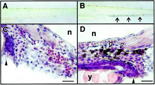 Fig. 8. Functional studies of macrophages in zebrafish embryos. / (A, B) Dissecting microscope appearance of embryos before (A) and 2 hours after (B) intravascular micro-injection with a carbon particle suspension. Arrows in panel B indicate the accumulation of black carbon within cells in the ventral venous plexus. (C, D) Light microscope appearance of hematoxylin and eosin-stained sections of uninjected embryos (C) and embryos injected previously with carbon suspension (D). Cell with carbon in the cytoplasm, indented by the nuclei, indicated by white arrowheads. Other structures are gut and anal canal (black arrowhead), notochord (n), and yolk (y). Embryos were aged 2 dpf. Scale bars = 10 μm (C, D).