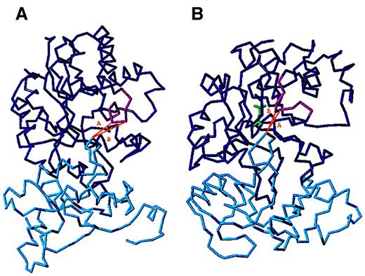 Fig. 4. MD structures of the truncated heterodimers. / The intact monomer is blue, the truncated one is cyan, the substrate is green, and the flexible loop is magenta. (A) MD1 calculation; the truncated monomer is complexed with an intact monomer without substrate. (B) MD2 calculation; the truncated monomer is complexed with an intact one with substrate bound. The distances between the Cα (nearest) atoms of Ala73 of the truncated monomer and Cα atoms of Gly171 or Thr172 of the loop in the intact monomer are indicated by A and B, respectively.