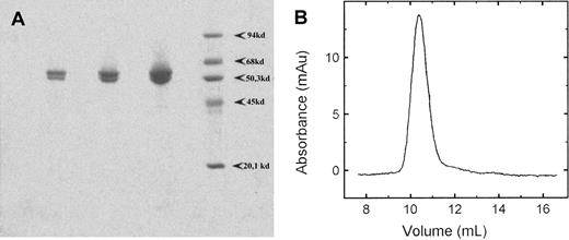 Fig. 1. SDS-PAGE and analytical gel chromatography of recombinant human RPK. / (A) SDS-PAGE of purified recombinant human RPK. Three samples with increasing protein concentrations were run in parallel with molecular mass standards on a 10% gel and stained with Coomassie Blue R-250. (B) Elution profile of RPK from a Superose 12 HR 10/30 column. The position of the peak corresponds to a protein of 240 kDa, indicating a tetramer. Catalase (240 kDa), aldolase (158 kDa), albumin (68 kDa), ovalbumin (45 kDa), chymotrypsinogen (25 kDa), and cytochrome c (12 kDa) were used as molecular mass standards.